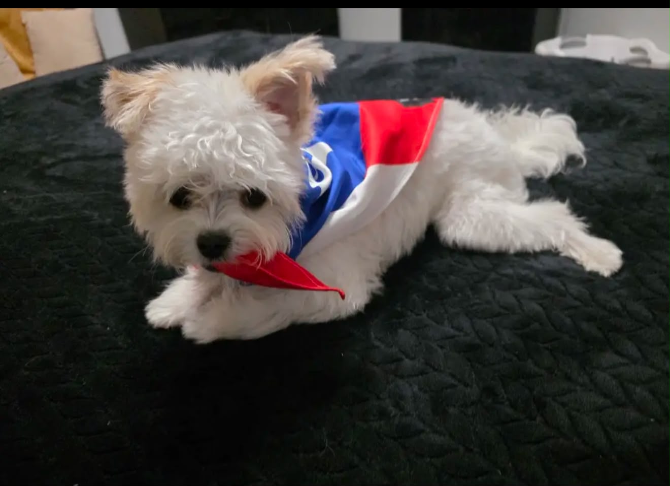 Bandana Bandera de Puerto Rico 🇵🇷🐾