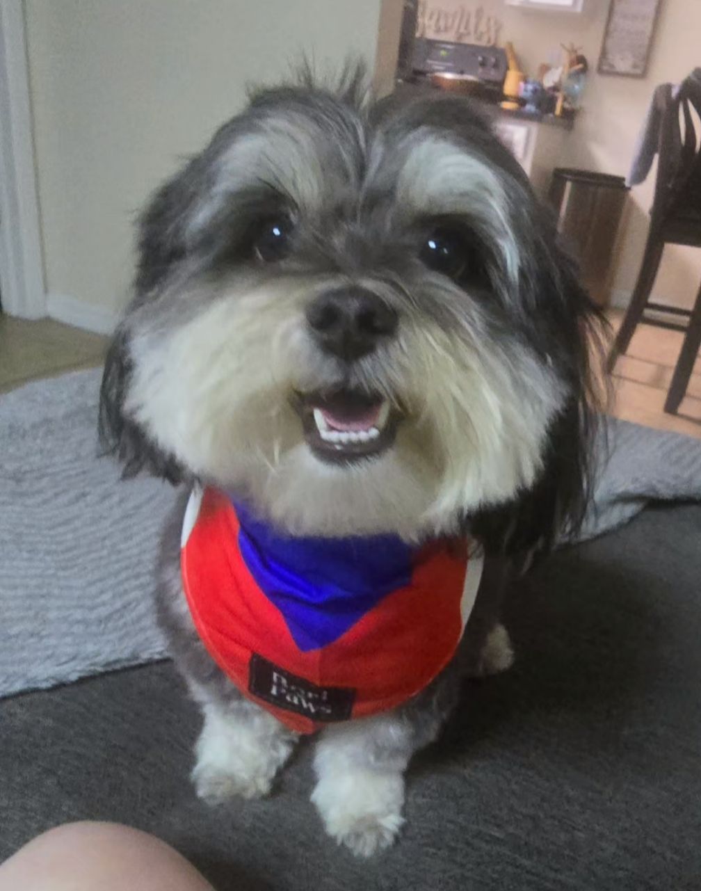 Bandana Bandera de Puerto Rico 🇵🇷🐾