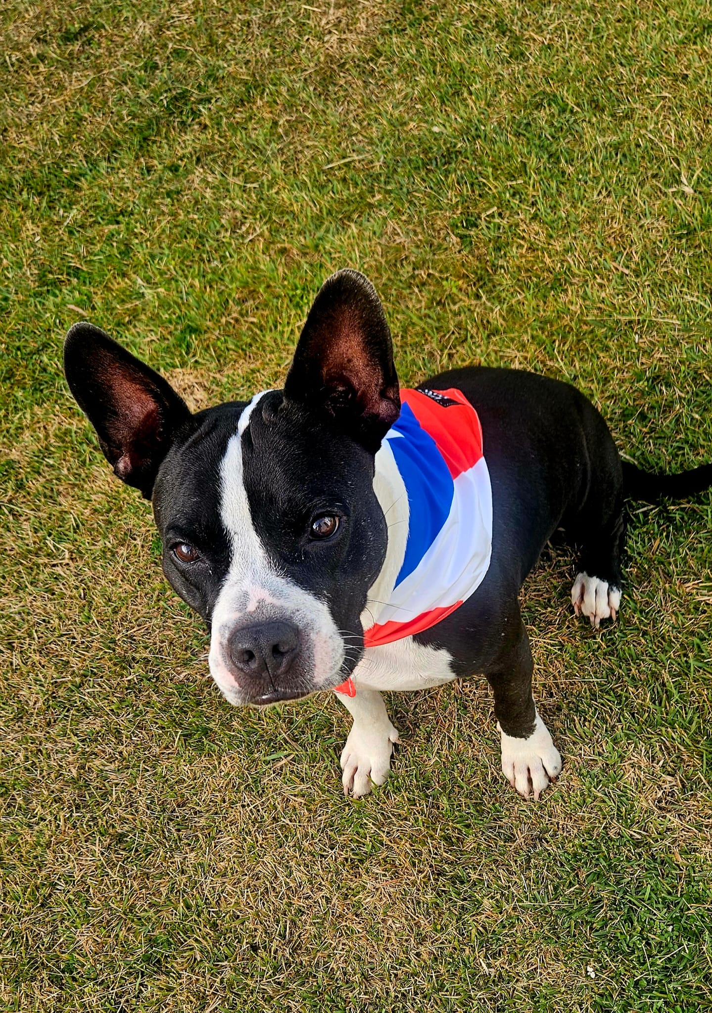 Bandana Bandera de Puerto Rico 🇵🇷🐾