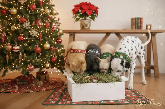 Bori Pack de Reyes 👑