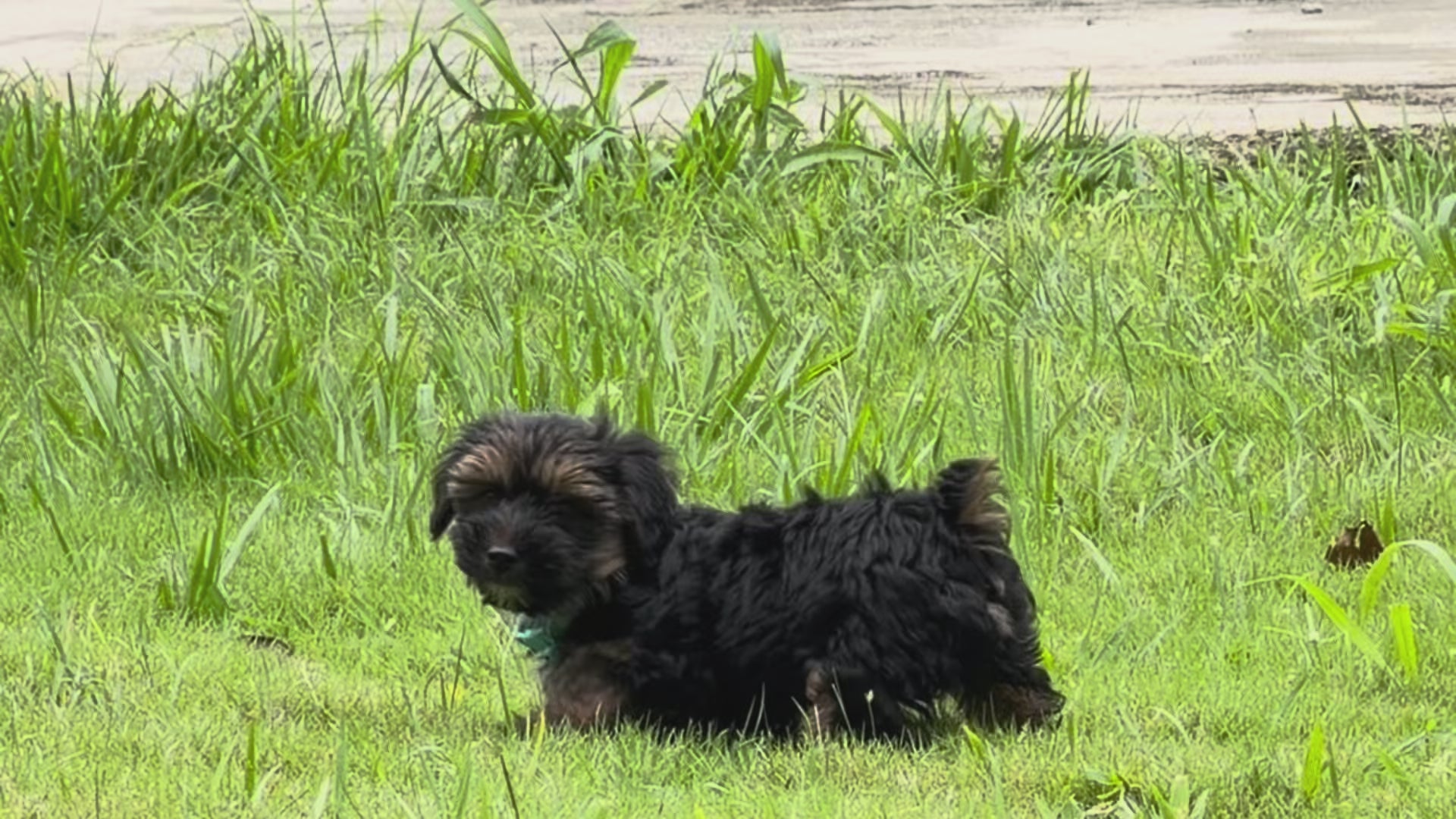 Cargar video: 